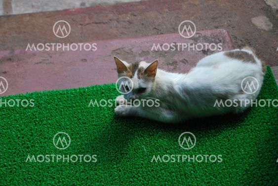 cat