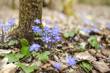 Blossoming hepatica flower in early spring in forest.