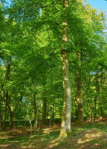 Nature, grass and farm with trees for growth,...