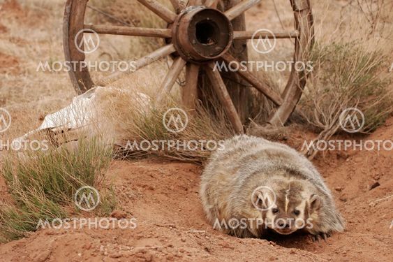 American badger sitting on the dirt ground