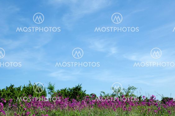 Purple flowers