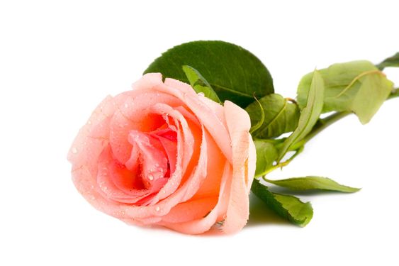 pink rose
