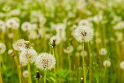 Summer field of dandelions flowers.Amazing field with...