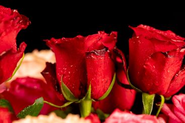 a bouquet of beautiful fragrant wet red roses