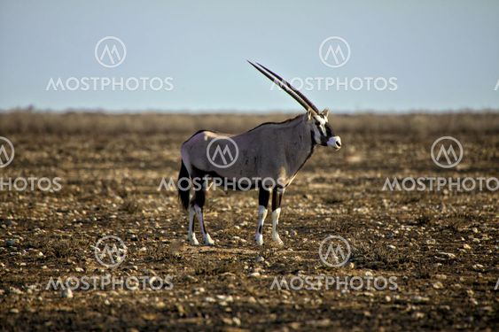 An Oryx in Etosha National Park namibia