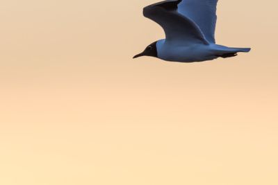 Mås flyger omgiven av vackert färgad himmel