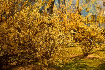 Yellow forsythia flowers in full bloom in spring. Dense...