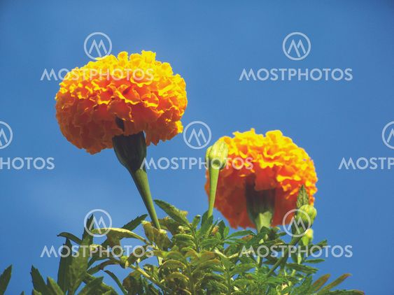 The Marigold supremacy