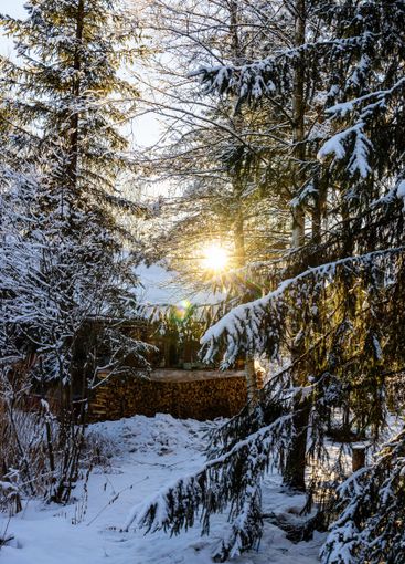 sun shines through snowy branches of firtrees