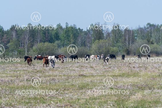 Betesdjur i naturreservatet Petgärde träsk på Öland