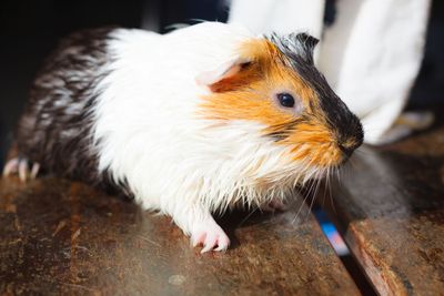 selective focus on white, black, orange brown guinea pig...