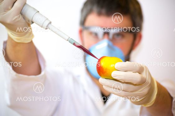 Scientist creating GMO apples