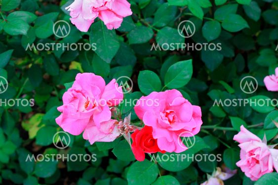Pink roses bush blooming in the garden