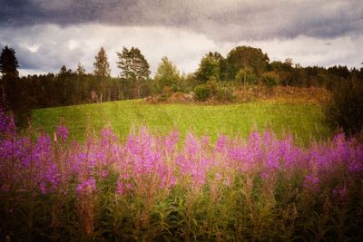Fireweed