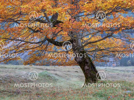 Yellow Colored Tree - Near