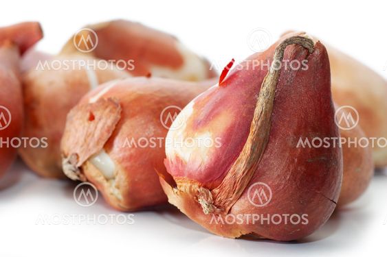Tulip bulbs