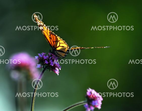 Monarch butterfly