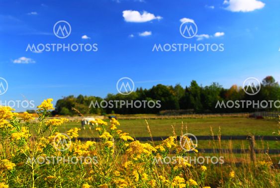 Rural landscape