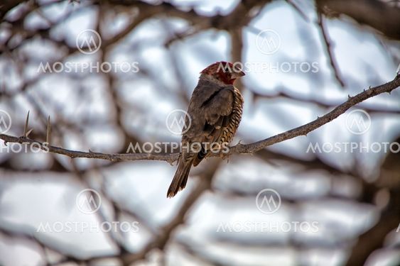 a red headed finch at etosha national park namibia
