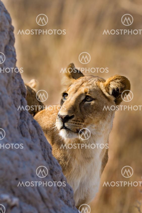 lion the king of the jungle of Tanzania