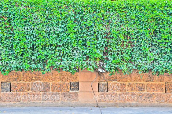 Green leaf wall