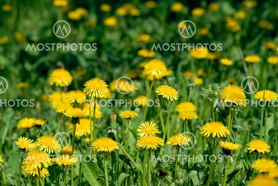 Dandelion flowers field