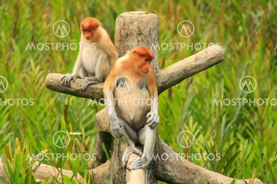 Proboscis monkeys sitting on a tree, Borneo, Malaysia