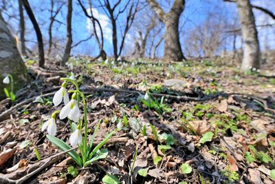Snowdrop flowers