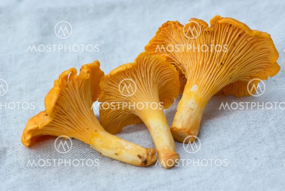 Chanterelle