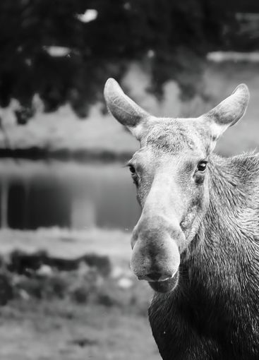 Moose portrait, in black and white, in Scandinavia. King...