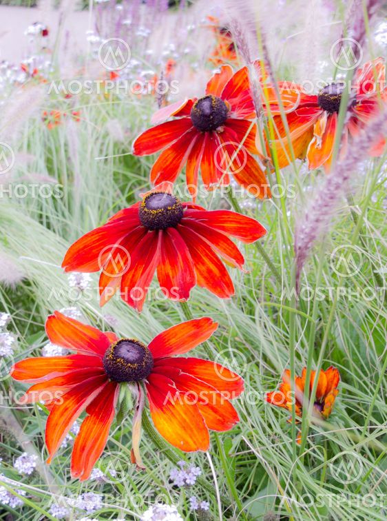 Colorful flowers.