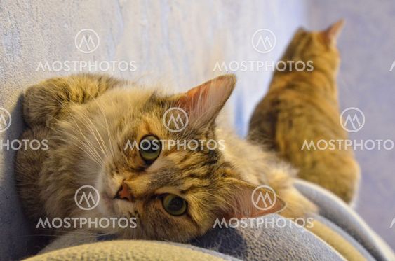 Cats have a rest