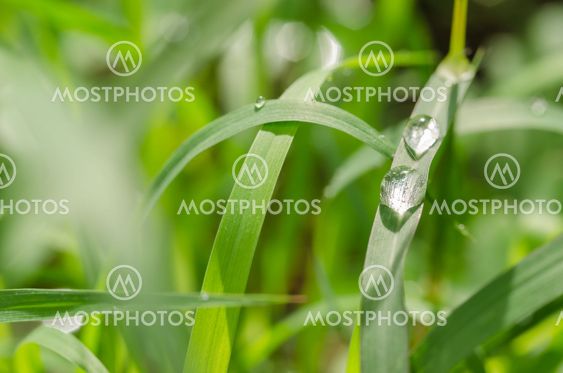 Grass and water drops