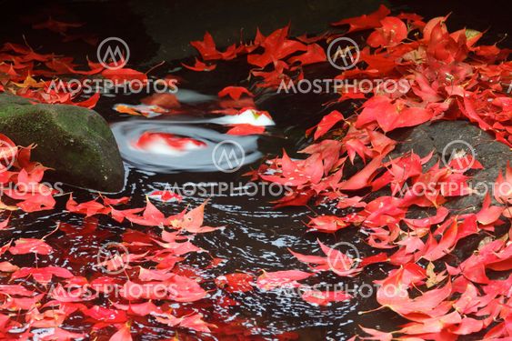 Red maple leaf during fall
