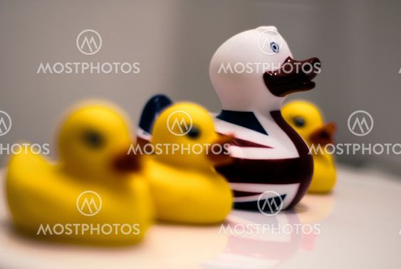 Patriotic duck