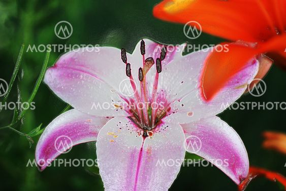 Pink flower