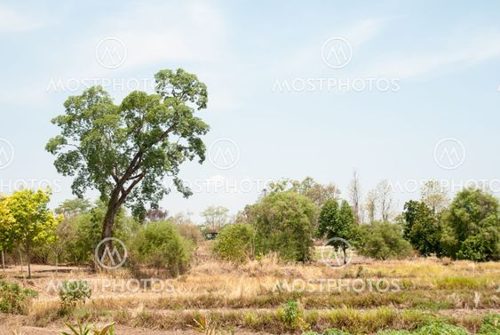 tree in the field