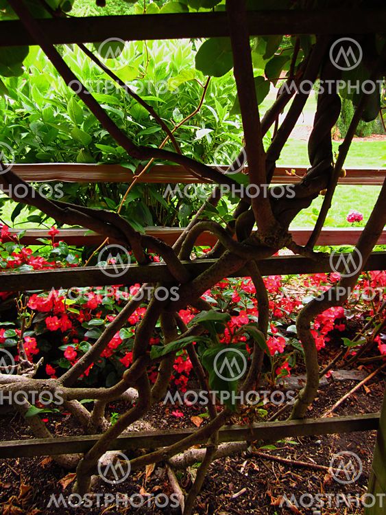 Home Landscaping