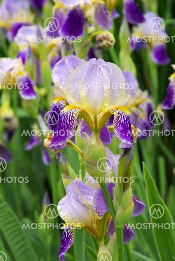 Schwertlilie - iris 43