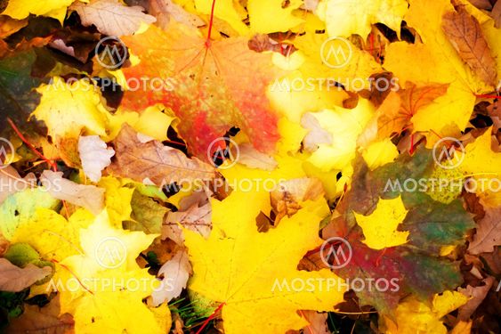Maple blade