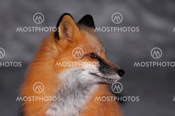 Red Fox Portrait