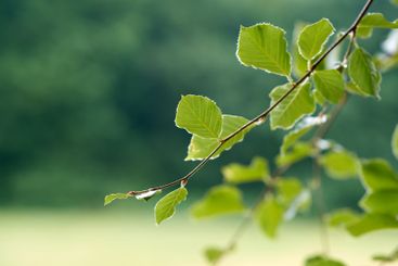 Springtime, garden and forest with landscape, nature and...