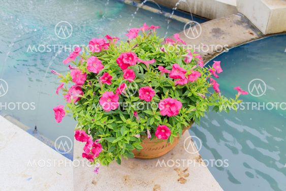 Petunia