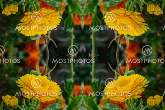 flowers , visual effect of a mirror,abstract color...