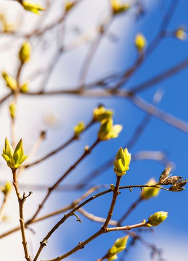 Budding tree a sunny spring day against the sky