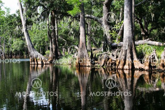 swamp forest