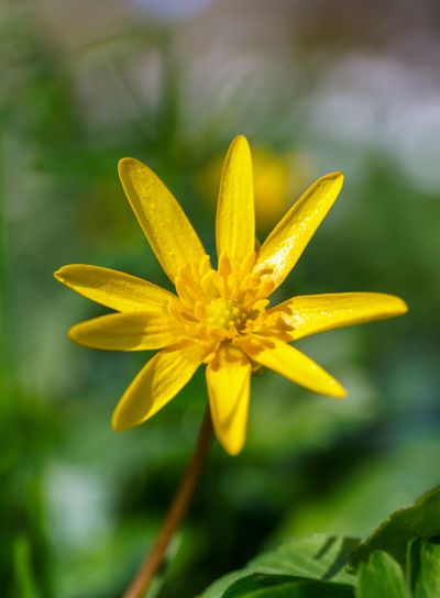 Lesser Celandine flower in early spring