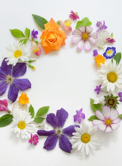 Selection of Various Flowers Isolated