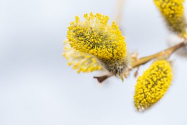 Nature awakes in spring. Blooming willow twigs and furry...