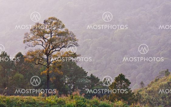 View point on the mountains